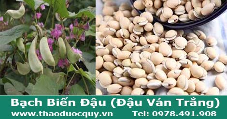 đậu v&aacute;n trắng