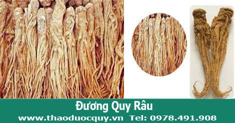 H&igrave;nh ảnh đương quy r&acirc;u