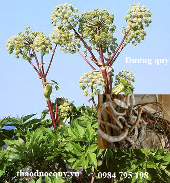 đương quy
