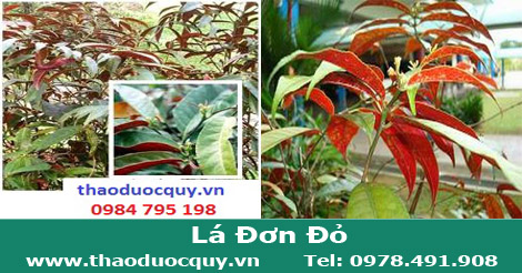 Lá đơn đỏ