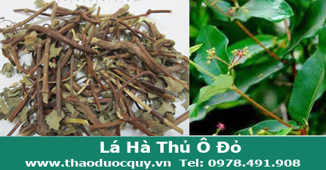 L&aacute; h&agrave; thủ &ocirc; đỏ