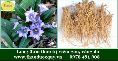 Long đởm thảo