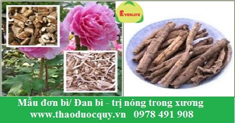 mẫu đơn b&igrave;