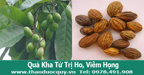 Quả kha tử trị ho, vi&ecirc;m họng hạt hiệu quả.