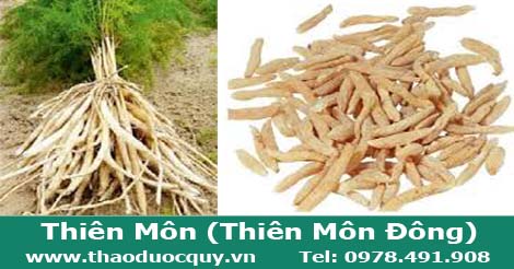 thi&ecirc;n m&ocirc;n